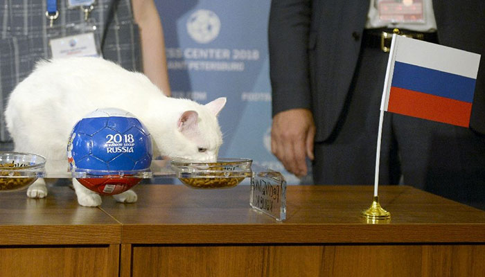 Russia to win first World Cup match, says clairvoyant cat
